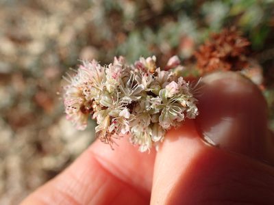 Eriogonum parvifolium, photographed by George Williams