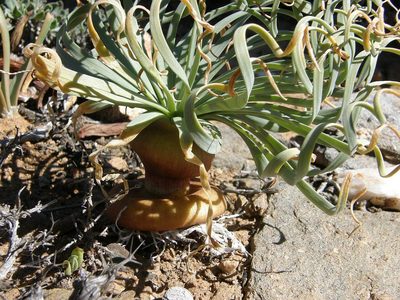 Gethyllis namaquensis, photographed by Klaus Wehrlin