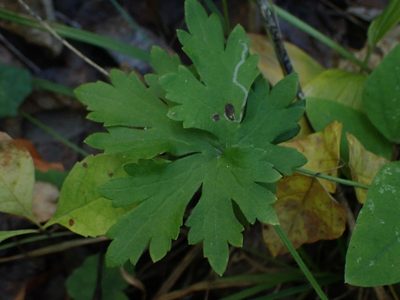 Geranium bicknellii, photographed by Mary Krieger