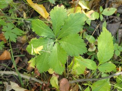 Sanicula marilandica, photographed by Mary Krieger