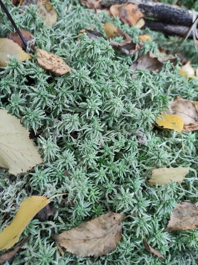 Sphagnum centrale, photographed by Марина Давлетшина