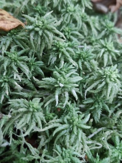 Sphagnum centrale, photographed by Марина Давлетшина