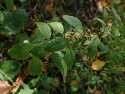 Mentha canadensis, photographed by Mary Krieger