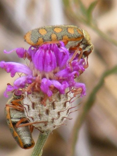 Parapolydora fastigiata, photographed by Andrew Deacon