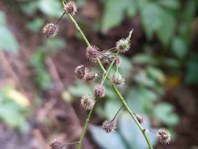 Circaea canadensis, photographed by Cecil Smith