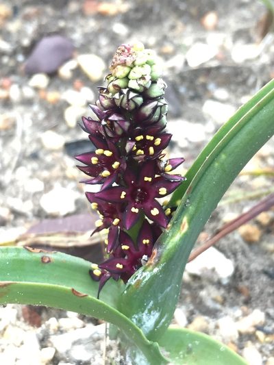 Wurmbea recurva, photographed by Brian du Preez