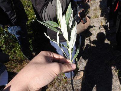 Salix candida, photographed by Alexis Godin