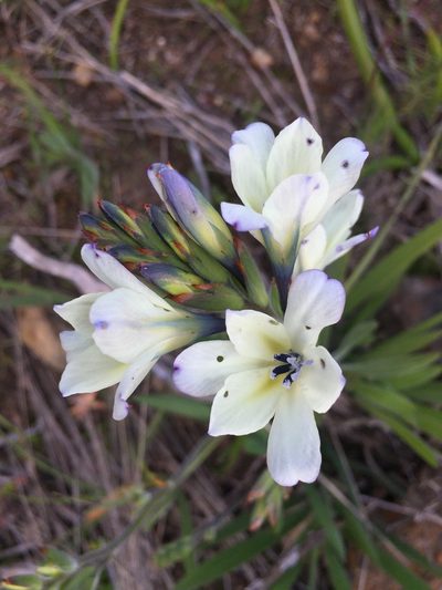 Babiana nervosa, photographed by Brian du Preez