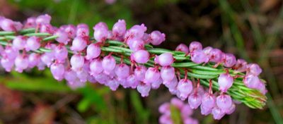 Erica regerminans, photographed by Di Turner
