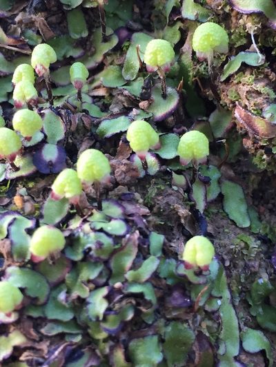 Asterella marginata, photographed by Brian du Preez