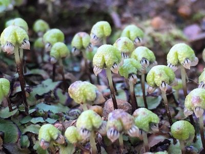 Asterella marginata, photographed by Brian du Preez