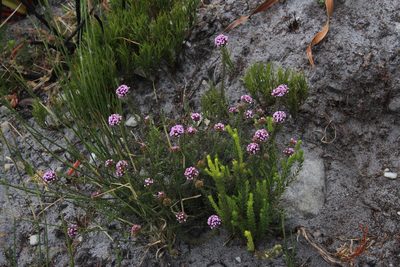 Stoebe ericoides, photographed by Tony Rebelo