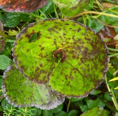 Nephrophyllidium crista-galli, photographed by Ben Keen