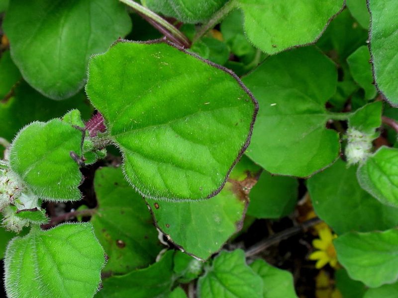 Arctotis perfoliata, photographed by Di Turner