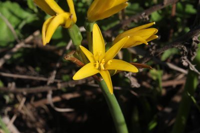 Cyrtanthus breviflorus, photographed by Brian du Preez