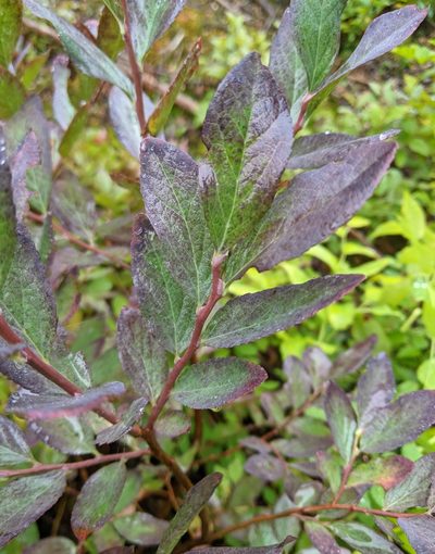Vaccinium deliciosum, photographed by Ben Keen