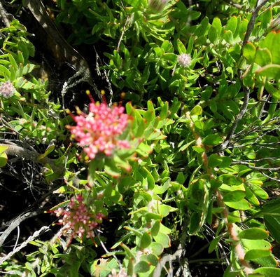 Leucospermum royenifolium, photographed by Di Turner