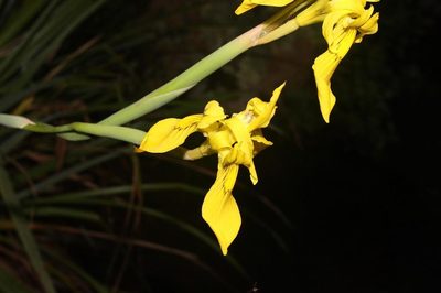 Moraea huttonii, photographed by Brian du Preez