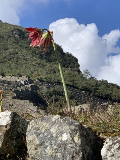 Hippeastrum machupijchense, photographed by Line Juul Nielsen
