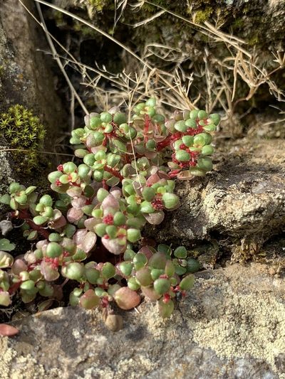 Pilea serpyllacea, photographed by Line Juul Nielsen