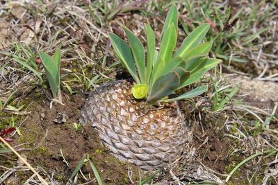 Euphorbia bupleurifolia, photographed by Brian du Preez