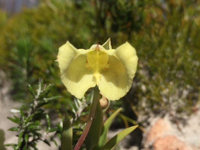 Pterygodium platypetalum, photographed by Brian du Preez