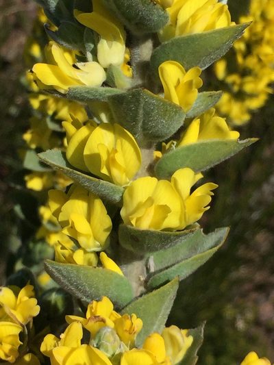 Xiphotheca tecta, photographed by Brian du Preez