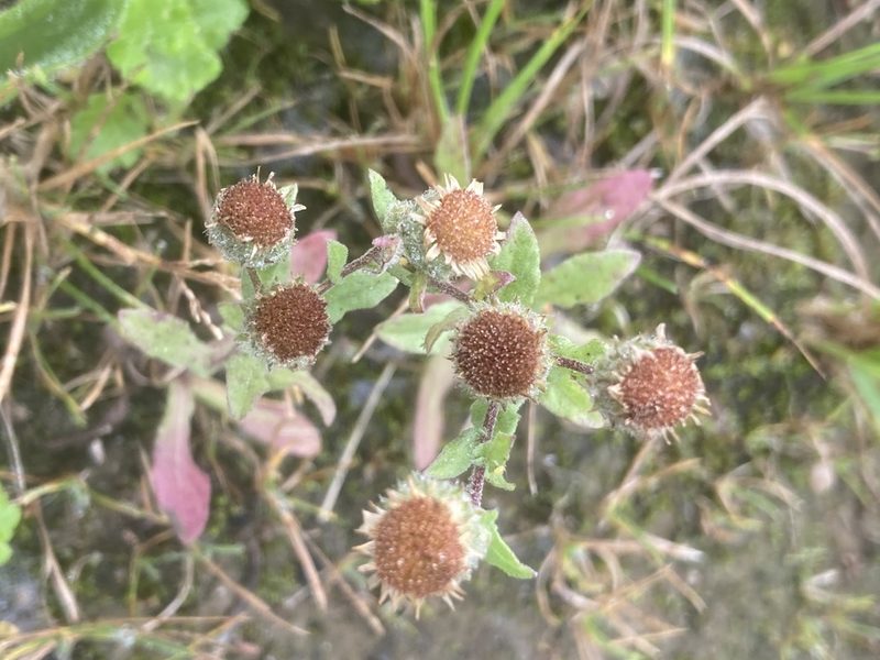 Pulicaria vulgaris, photographed by Andre Hosper