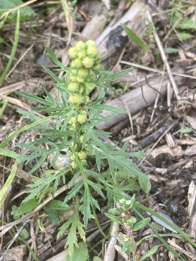 Artemisia biennis, photographed by Andre Hosper