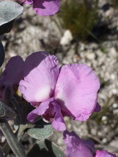 Podalyria cordata, photographed by Brian du Preez