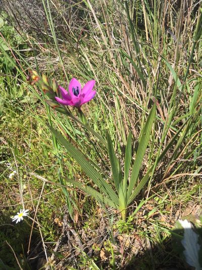 Babiana villosa, photographed by Brian du Preez