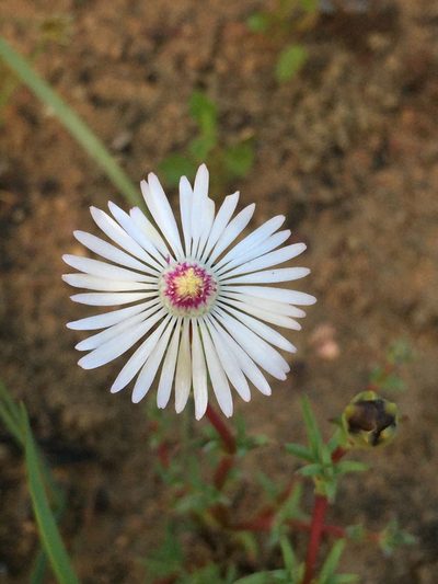 Lampranthus scaber, photographed by Brian du Preez