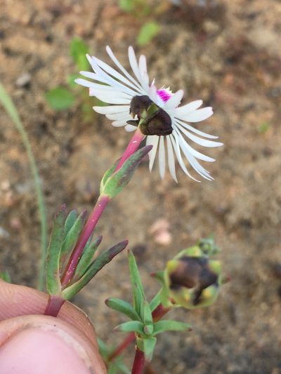 Lampranthus scaber, photographed by Brian du Preez