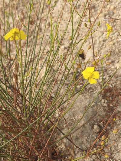 Crocanthemum aldersonii, photographed by Tom and T Herman