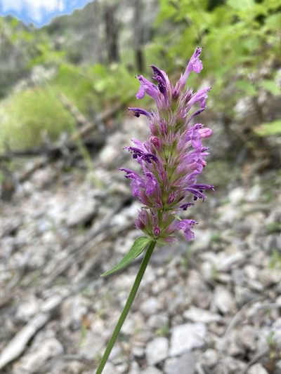 Agastache pallidiflora, photographed by Cecelia Alexander