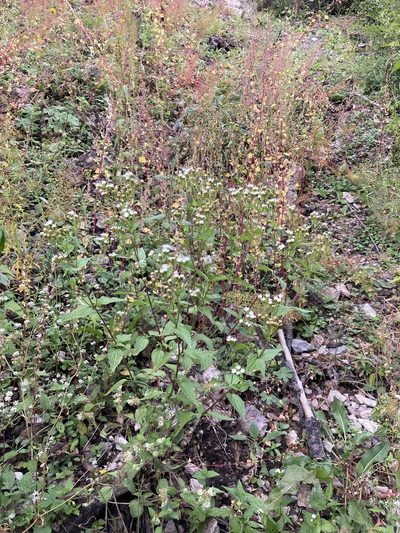 Ageratina rothrockii, photographed by Cecelia Alexander