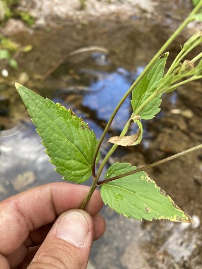 Ageratina rothrockii, photographed by Cecelia Alexander