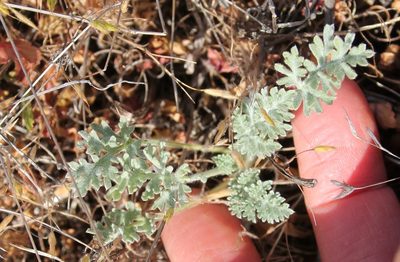 Ambrosia pumila, photographed by Millie Basden