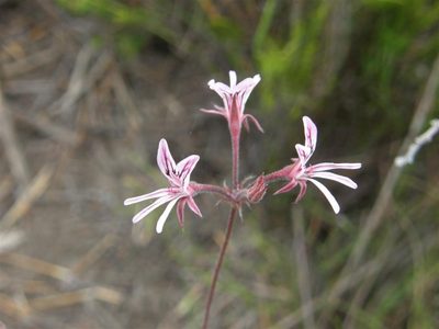 Pelargonium caledonicum, photographed by Klaus Wehrlin