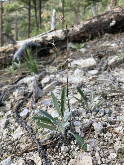 Packera cynthioides, photographed by Cecelia Alexander