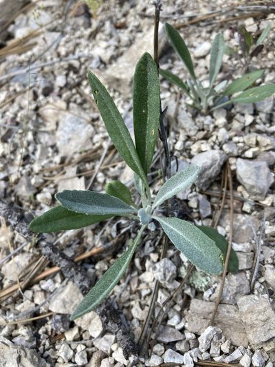 Packera cynthioides, photographed by Cecelia Alexander