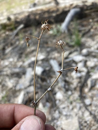 Packera cynthioides, photographed by Cecelia Alexander