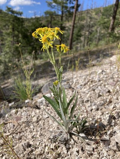 Packera cynthioides, photographed by Cecelia Alexander