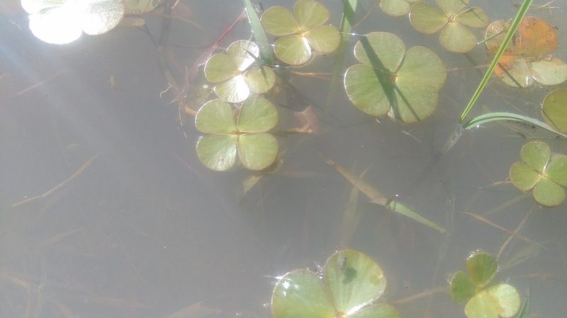 Marsilea ancylopoda, photographed by Bahiano Ayala