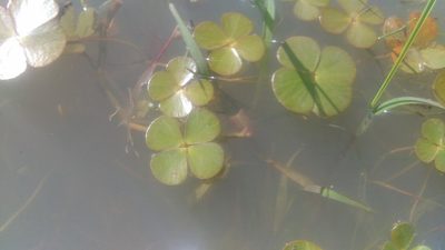 Marsilea ancylopoda, photographed by Bahiano Ayala