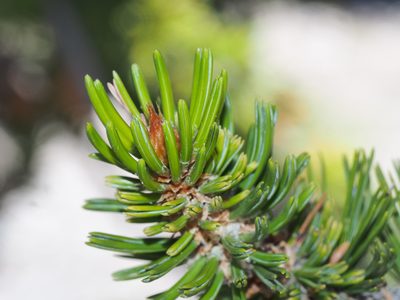 Pinus longaeva, photographed by Clay Gibbons
