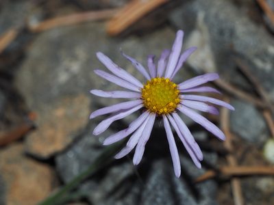 Dieteria canescens, photographed by Clay Gibbons