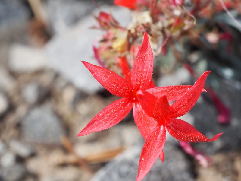 Ipomopsis arizonica, photographed by Clay Gibbons