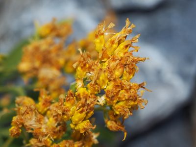 Chrysothamnus viscidiflorus, photographed by Clay Gibbons