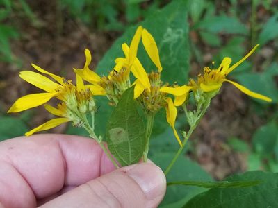 Verbesina occidentalis, photographed by Leila Dasher